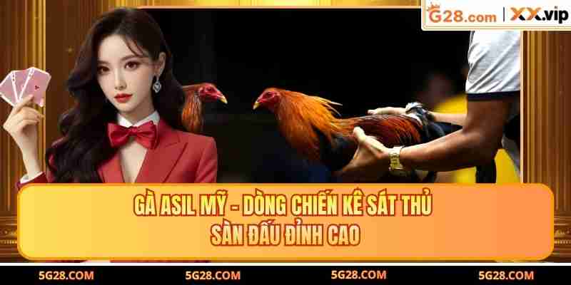 Gà Asil Mỹ - Dòng Chiến Kê Sát Thủ Sàn Đấu Đỉnh Cao
