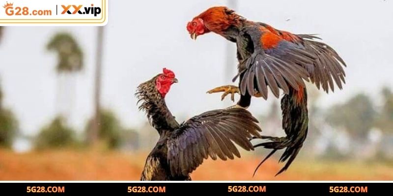 Khái quát chung về sảnh Ws168 đá gà trực tuyến