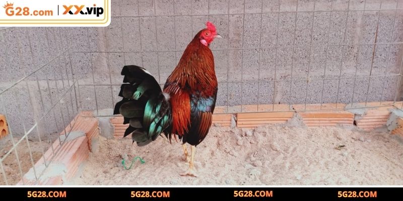 Lịch sử hình thành của gà Mỹ dòng Kelso