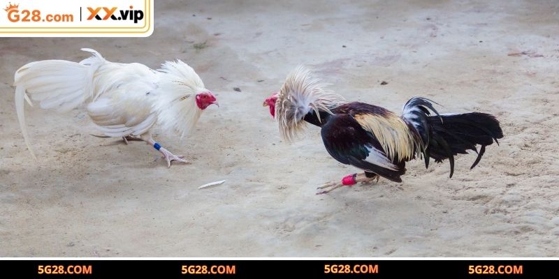 Nhận diện chiến kê chuẩn qua vóc dáng bên ngoài