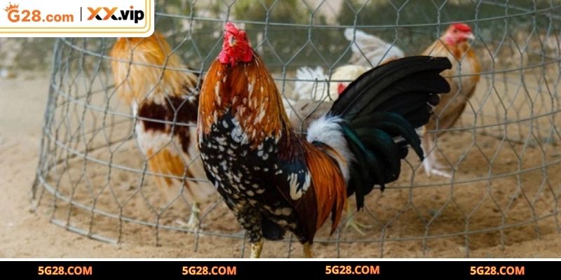 Nhận diện chiến kê qua những đặc điểm ngoại hình