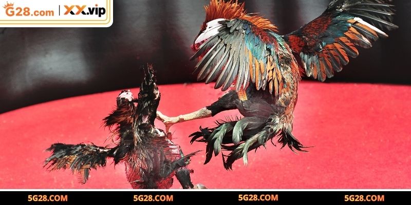 Những trận hình thức thi đấu đầy kịch tính