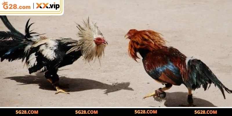 Những yếu tố tạo nên sức hút của sảnh