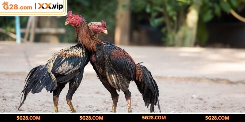 Quy trình chăm sóc gà đá từ nhỏ đến lớn