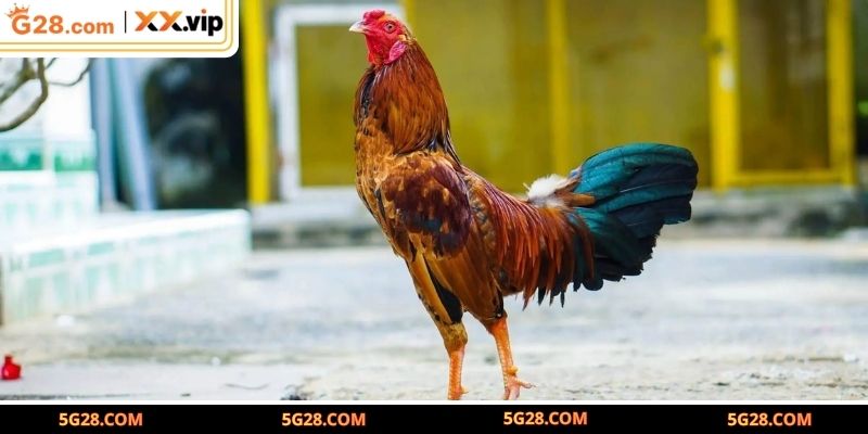 Tư duy chiến thuật đỉnh cao trong từng trận đấu